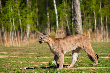 Naklejka premium photograph of a puma in the wild