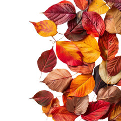 Fototapeta premium Colorful autumn leaves scattered on a white background, perfect for seasonal designs, backgrounds, and fall themes.