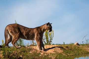 photograph of a puma in the wild