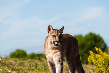 Naklejka premium photograph of a puma in the wild