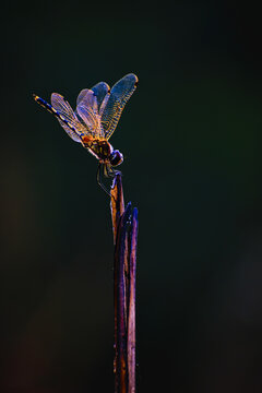 Dragonfly basking in evening sun