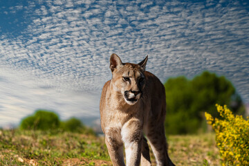 photograph of a puma in the wild