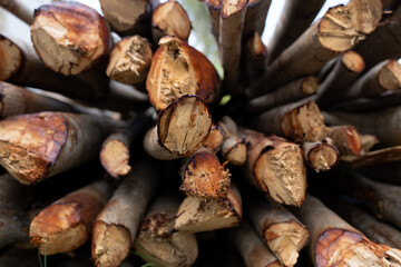 Pile of cut tree stumps