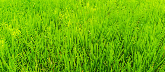 Rice plants in rice fields