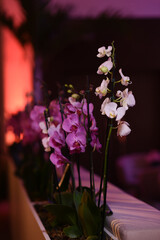 flowers in vase, orchid bed, Orchidaceae, party decoration, decoration with orchids, purple orchids, pink orchids, Liliopsida, interior decoration, party room