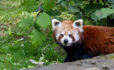 Western red panda (Ailurus fulgens fulgens), also known as the Nepalese red panda.