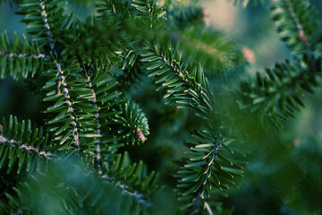 Detailed Christmas tree branches background. Christmas tree background
