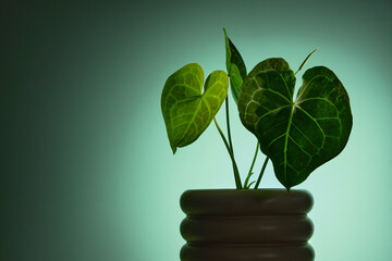 Anthurium Clarinervium or white - veined anthurium