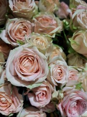 bunch of roses.This is beautiful flower photography.Rose mean love
