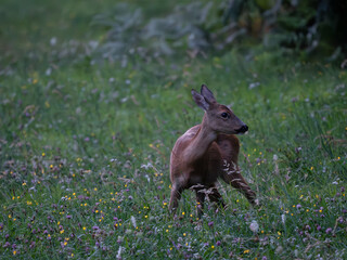 Fototapeta premium Reh