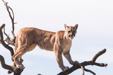 photograph of a puma in the wild
