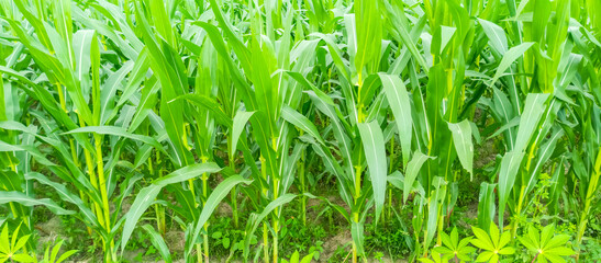 Corn trees in the rice fields