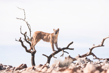 photograph of a puma in the wild