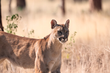 photograph of a puma in the wild