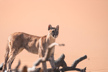 Fototapeta premium photograph of a puma in the wild