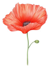 PNG Flower poppy plant red.