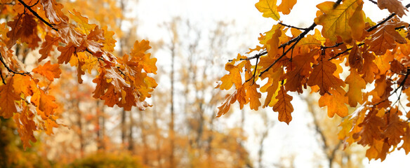 Autumn nature landscape background. fall oak tree leaves on branches in forest, abstract natural backdrop. banner