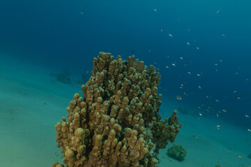 Coral reef and water plants in the Red Sea, Eilat Israel
