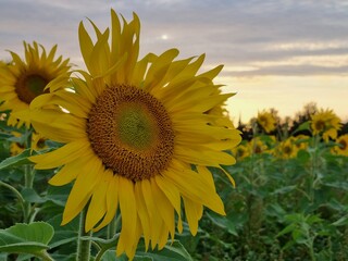 Sonnenblumen im Sonnenuntergang, Sonnenblumenfeld bei Stapelburg im Harz in Sachsen-Anhalt