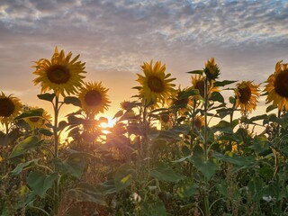 Sonnenblumen im Sonnenuntergang, Sonnenblumenfeld bei Stapelburg im Harz in Sachsen-Anhalt