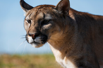 Naklejka premium photograph of a puma in the wild