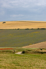 Fototapeta premium A rural Sussex farm landscape on a sunny summer's day