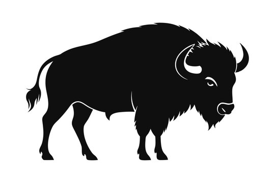 Bison buffalo vector silhouette, bison icon