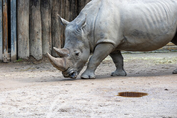 Fototapeta premium Close up of a rhino in the zoo