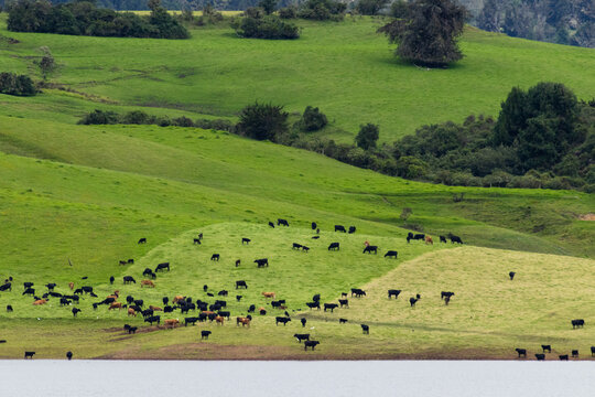 Vacas pasteando en un potrero al lado de un lago