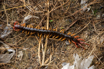 Centipede in Its Natural Habitat