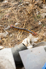 Centipede in Its Natural Habitat