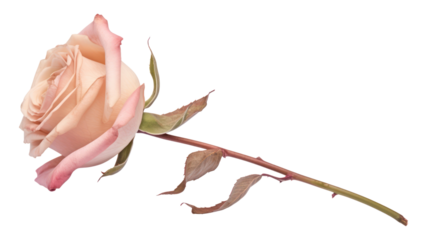 PNG Pink rose flower petal plant.