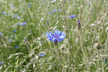 A Beautiful Vibrant Blue Wildflower Blooming in a Natural Meadow Setting Filled with Diversity