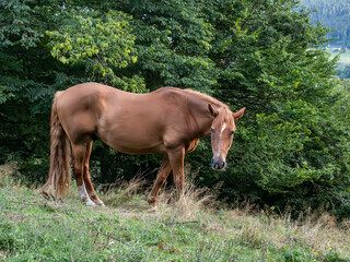 Pferd