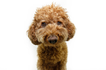 Portrait serious and concentrate red poodle puppy dog. Isolated on white background