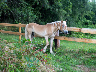 Pferd