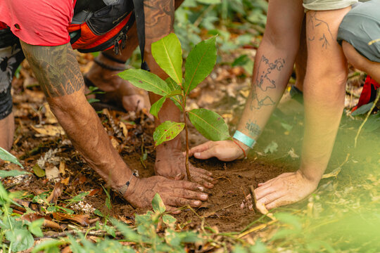 People planting an almond tree plant