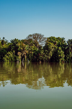 Jungle reflection in the river Gambia