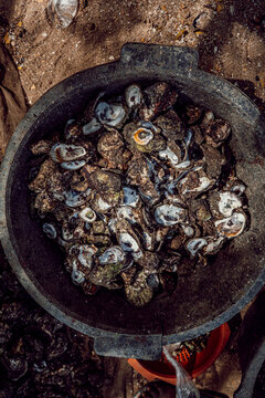 Oyster shells on a plastic basket
