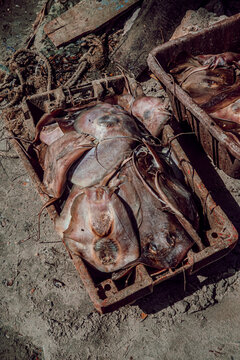 Manta ray in a Gambian market.