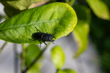 Beetle on a green leaf