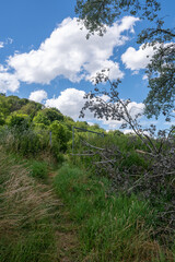 Overgrown open fence in nature