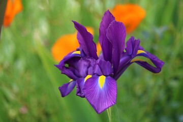 Iris hollandica