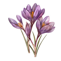 Watercolor of saffron crocus, isolated on a white background, saffron crocus vector