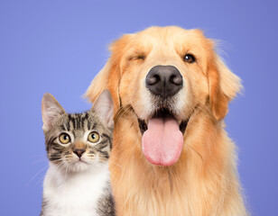 Cat and dog together portrait isolated on white background