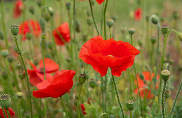 Obraz premium Red poppy flowers blossom in the garden