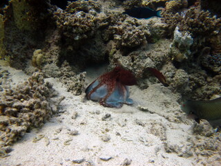 Big Blue Octopus (Octopus cyanea)
Octopus. Big Blue Octopus on the Red Sea Reefs.
The cyanea octopus, also known as the Big Blue Octopus or Day Octopus.
