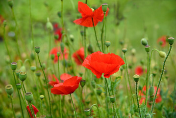 Obraz premium Red poppy flowers blossom in the garden