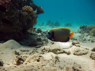 Colorful tropical fish on a coral reef, amazingly beautiful fairy world. In the coral gardens of...