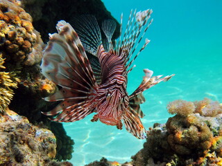 Lion Fish in the Red Sea in clear blue water hunting for food .